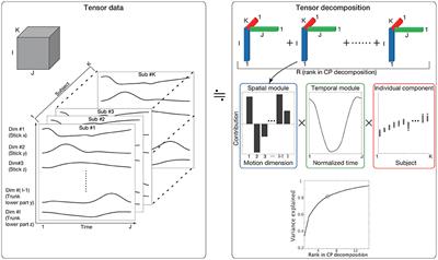 Transition between individually different and common features in skilled drumming movements